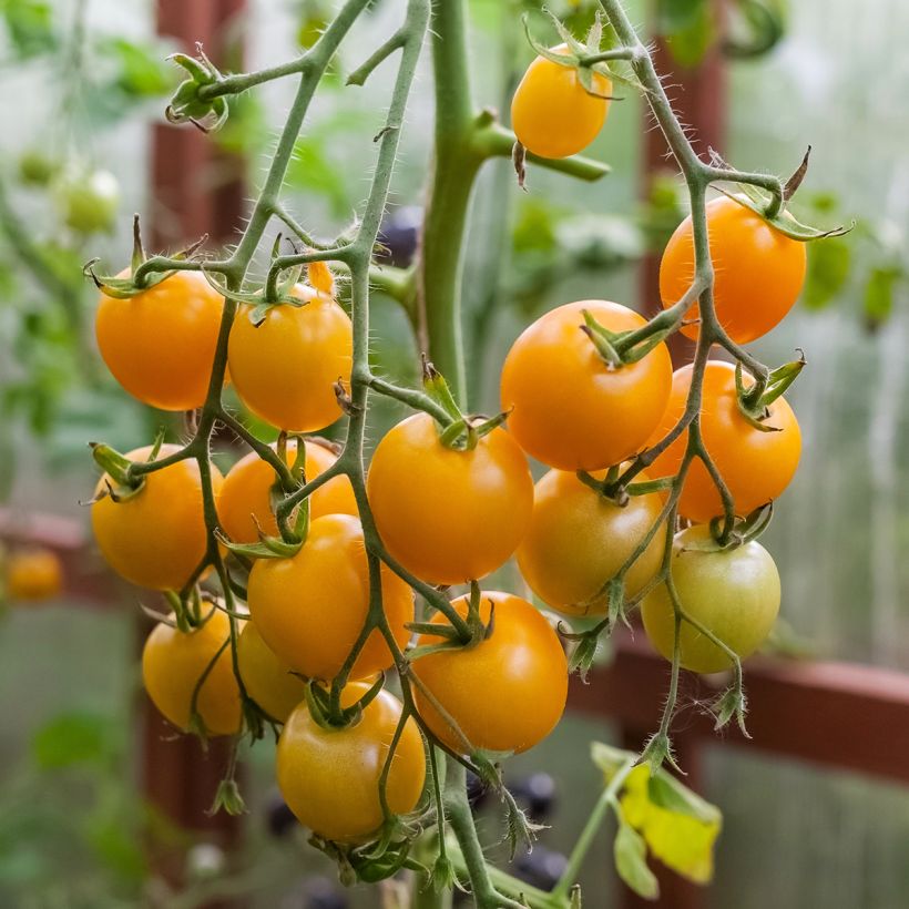 Tomato Sturdy Grace F1 (Harvest)