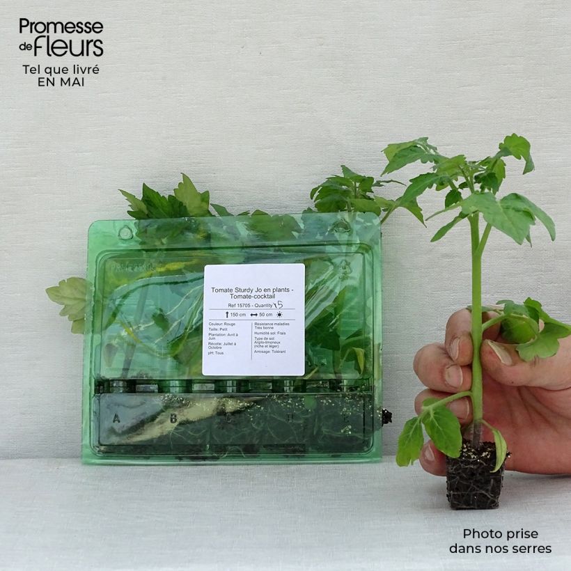 Tomato Sturdy Jo Plug plant 3/4cm sample as delivered in spring
