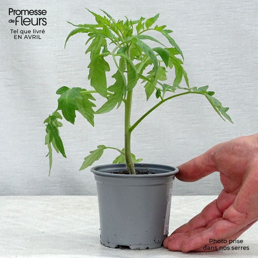 Tomato Supersteak F1 - Grafted tomato plants 8/9 cm pot sample as delivered in spring