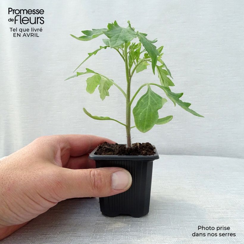 Tomato Supersteak F1 Plant sample as delivered in spring