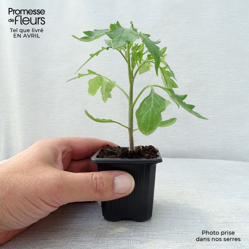 Tomato Supersteak F1 Plant 7/8 cm pot sample as delivered in spring