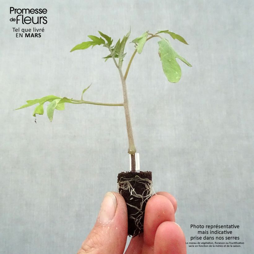 Tomato Supersteak F1 - Grafted tomato plants Plug plant 1.5/2.5 cm sample as delivered in spring