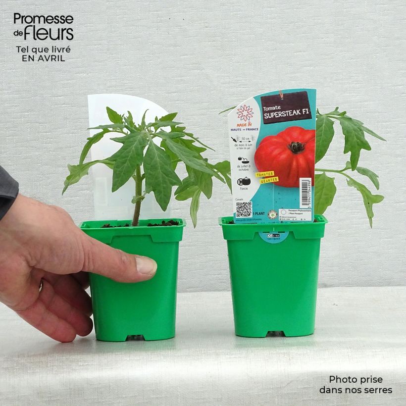 Tomato Supersteak F1 Plant 10cm/11cm pot sample as delivered in spring