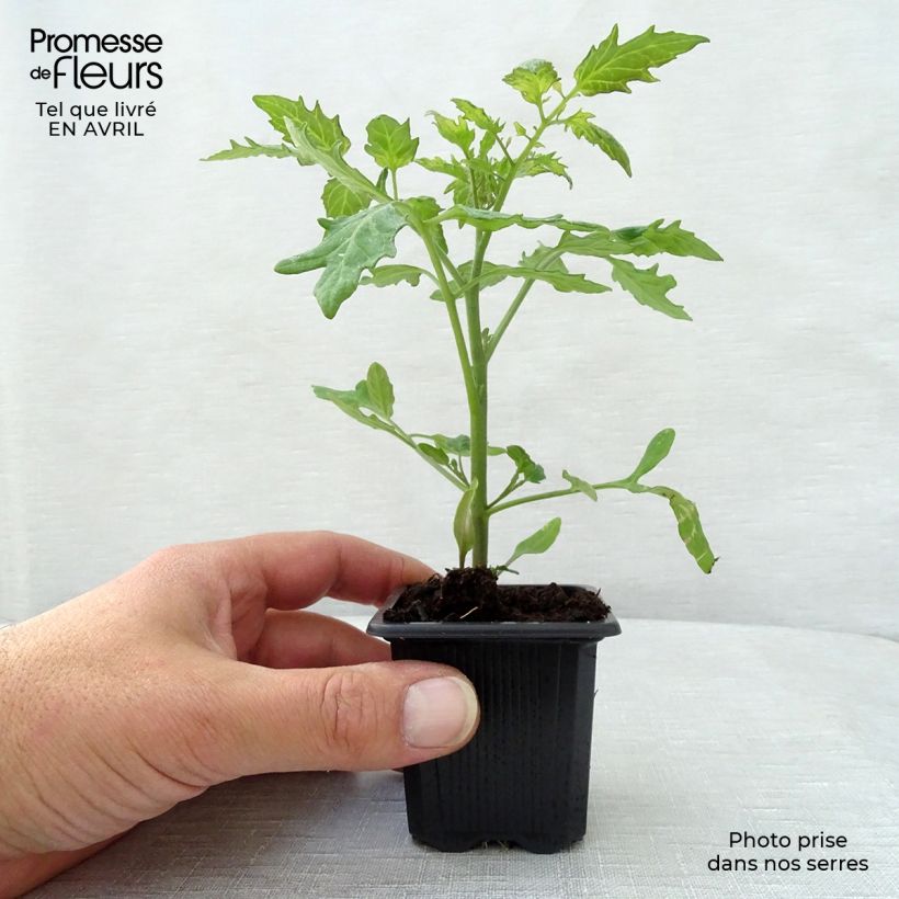 Tomato Supersweet 100 F1 Plants 7/8 cm pot sample as delivered in spring