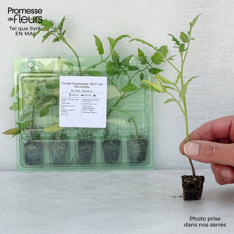 Tomato Supersweet 100 F1 Plants Plug plant 3/4cm sample as delivered in spring