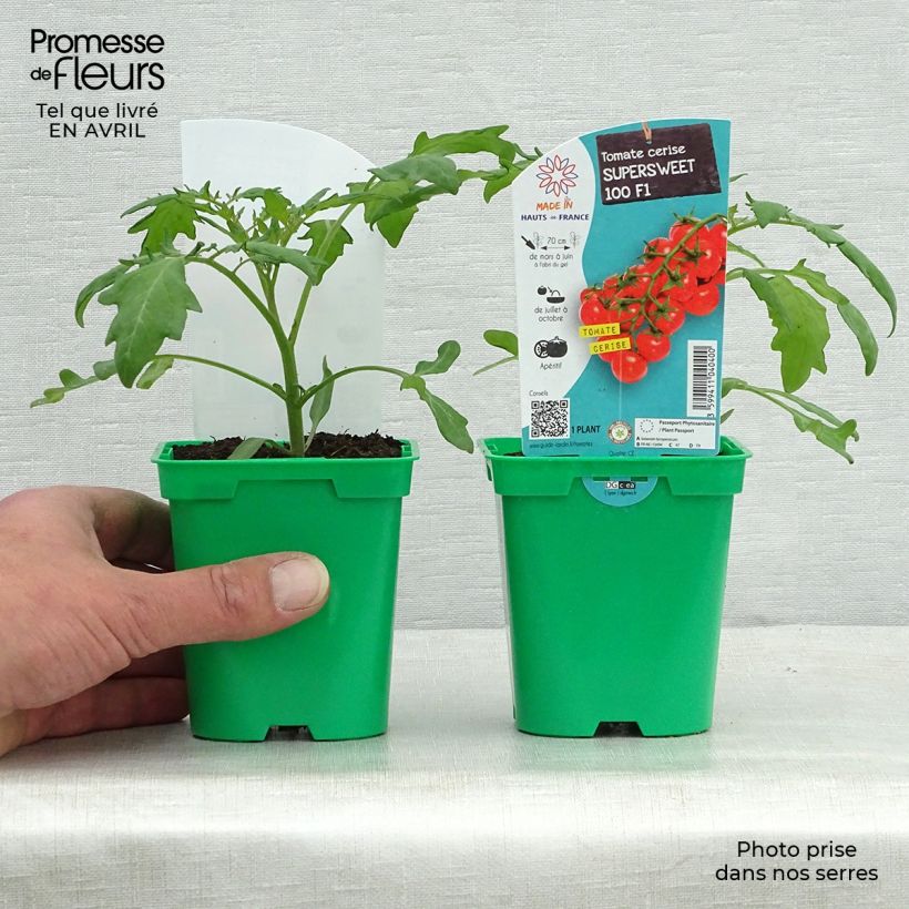 Tomato Supersweet 100 F1 Plants 10cm/11cm pot sample as delivered in spring