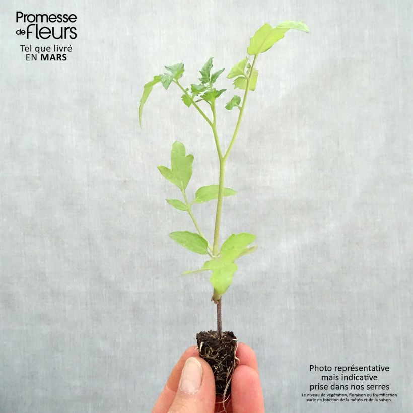 Tomato Supersweet 100 GRAFTED ORGANIC plants Plug plant 1.5/2.5 cm sample as delivered in spring