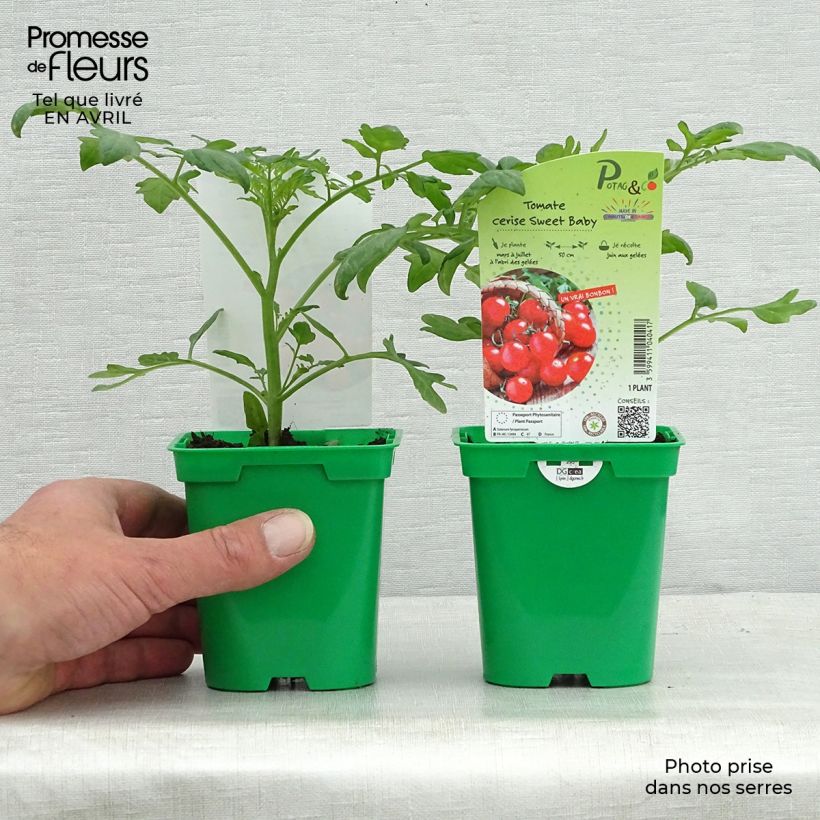 Tomato Sweetbaby F1 Plants 10cm/11cm pot sample as delivered in spring