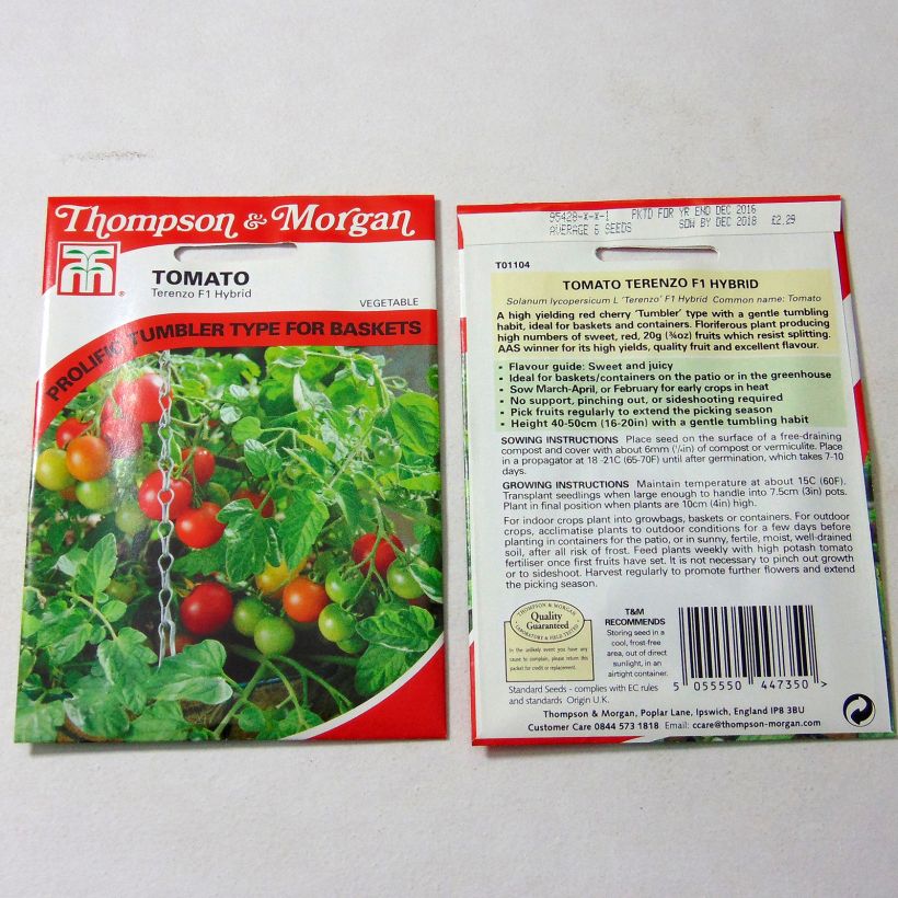 Example of Tomato Terenzo F1 per pack of 6 seeds specimen as delivered
