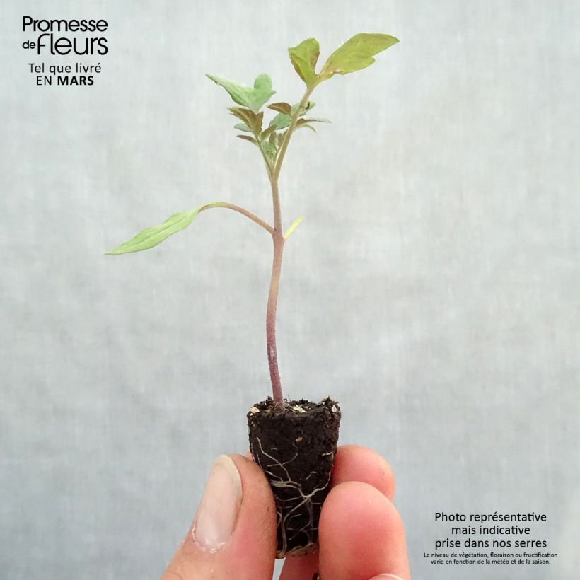 Tomato Tomande F1 ORGANIC Plug plant 1.5/2.5 cm sample as delivered in spring