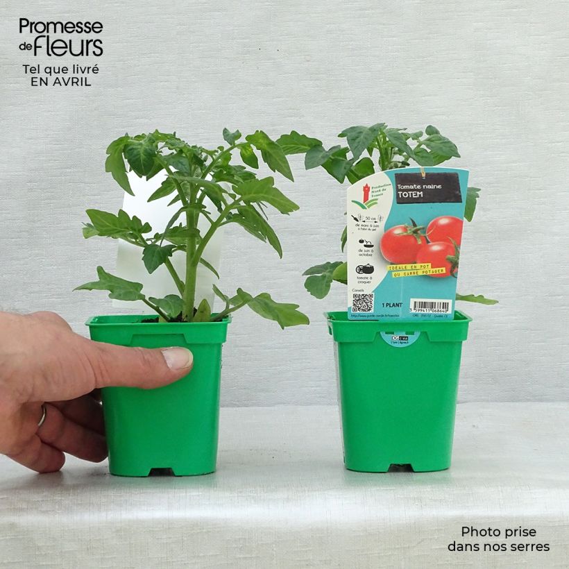 Tomato Totem F1 Seedlings 10cm/11cm pot sample as delivered in spring