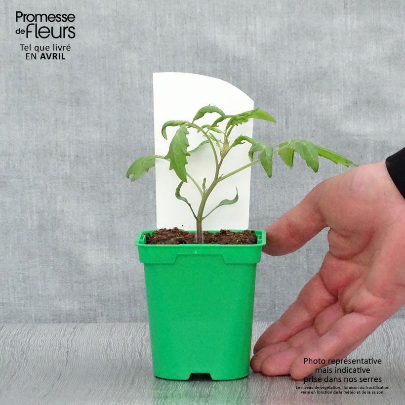 Tomato Trilly F1 GRAFTED plants 8/9 cm pot sample as delivered in spring