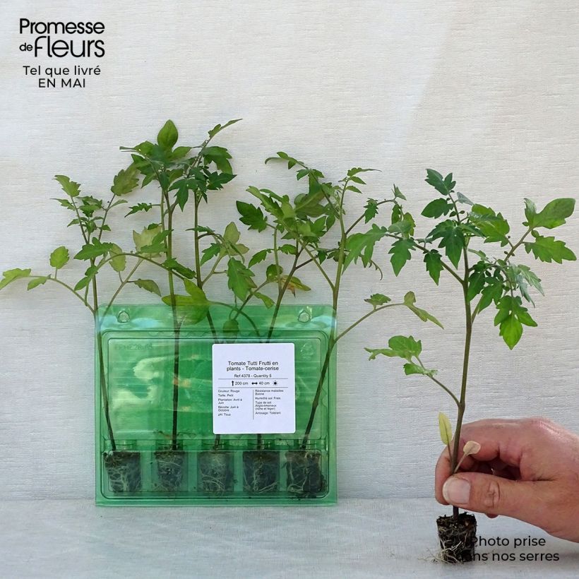 Tomato Tutti Frutti Plug plant 3/4cm sample as delivered in spring