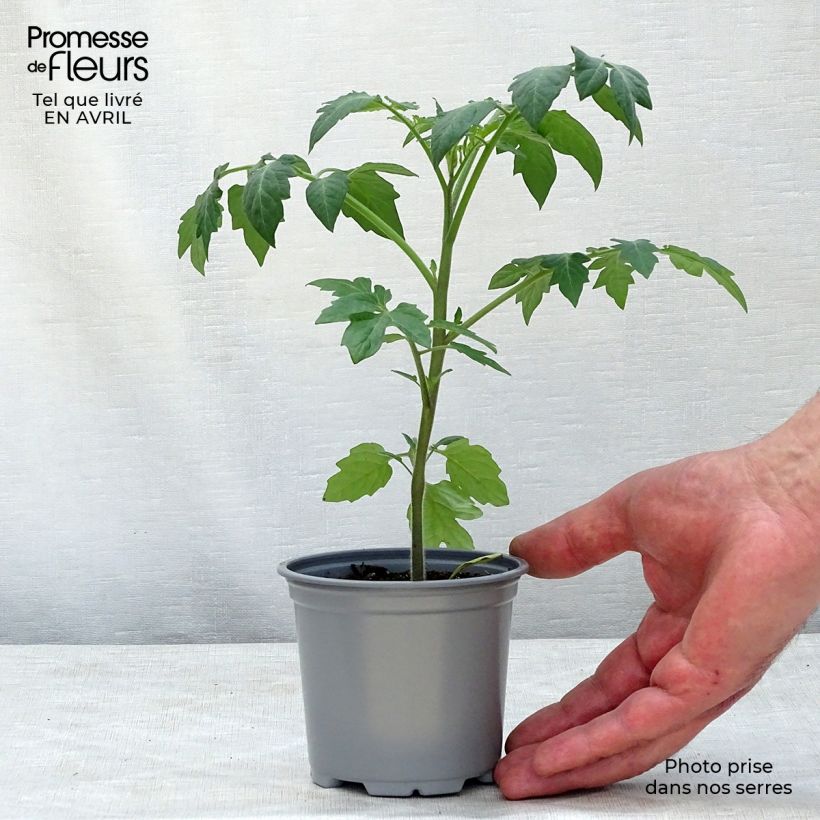 Tomato Tutti Frutti 8/9 cm pot sample as delivered in spring