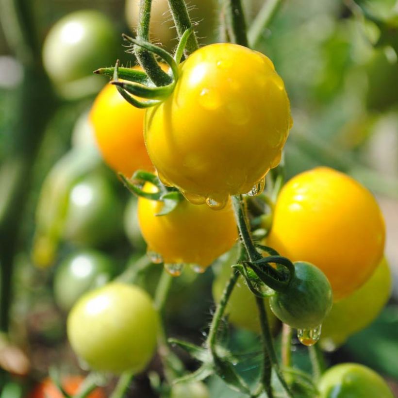 Tomato Cherry Yellow (Harvest)