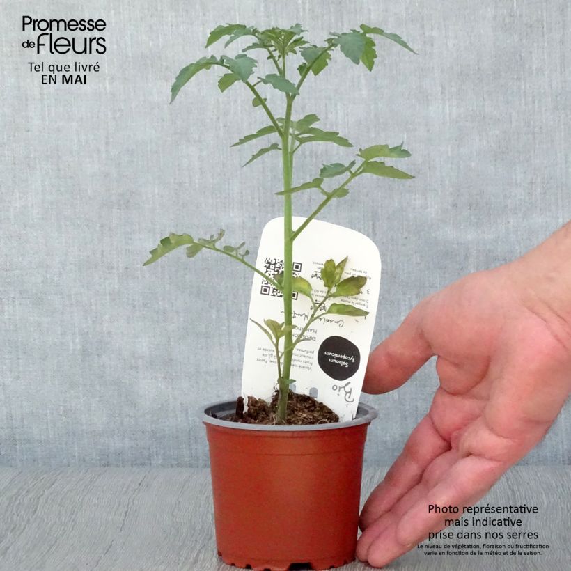 Tomato Cherry Tomato Gusta Mini Red Plant sample as delivered in spring