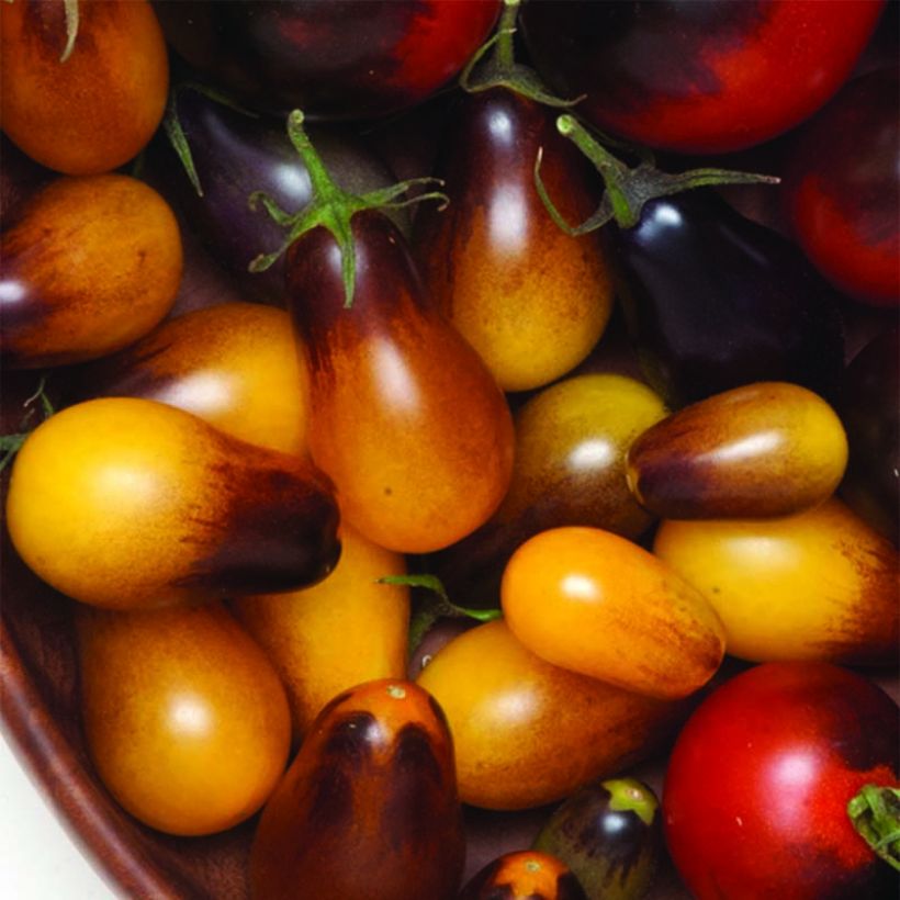 Tomato Pear Jewel Plants (Harvest)