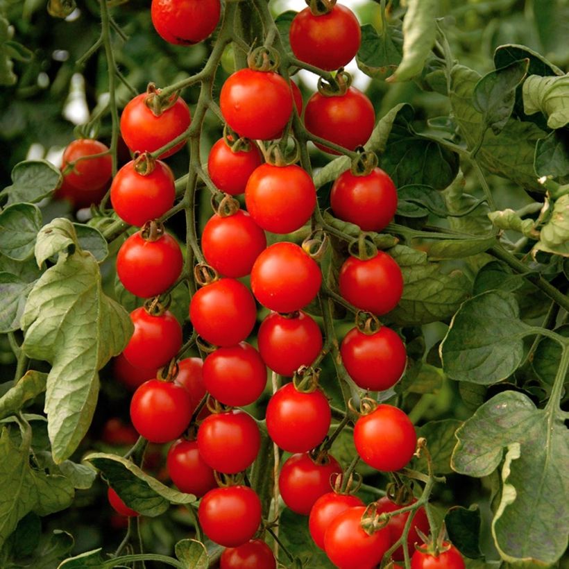 Tomato Supersweet 100 F1 in GRAFTED plants (Harvest)