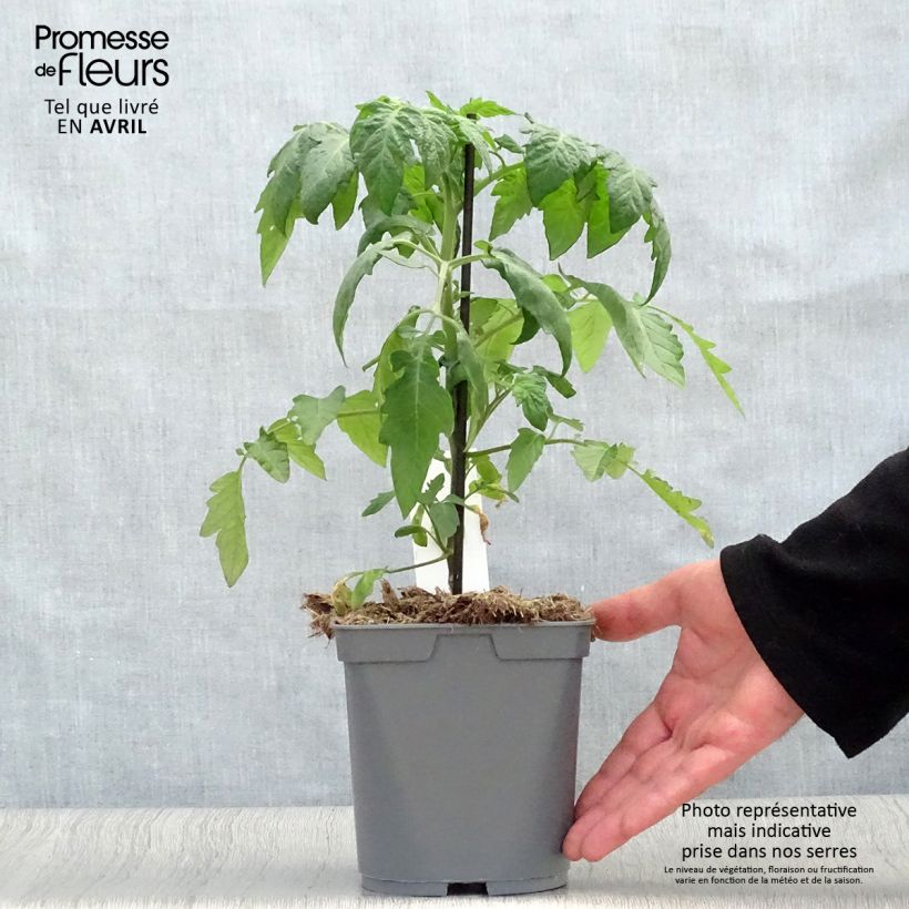 Tomato Supersweet 100 F1 in GRAFTED plants 2L/3L pot sample as delivered in spring