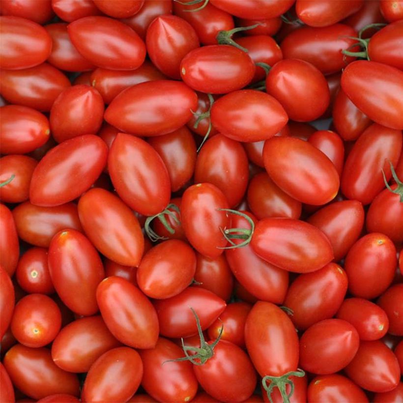 Tomato Trilly F1 GRAFTED plants (Harvest)