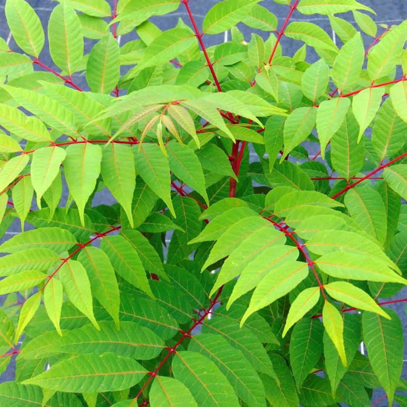 Toona sinensis Flamingo - Chinese Mahogany (Foliage)