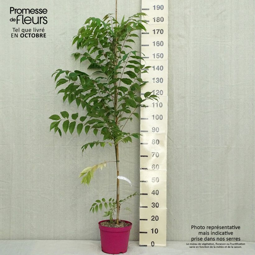 Toona sinensis Flamingo - Chinese Mahogany 4L/5L pot sample as delivered in autumn