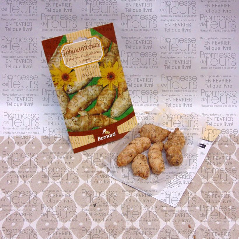 Example of Jerusalem Artichokes - Helianthus tuberosus Each specimen as delivered
