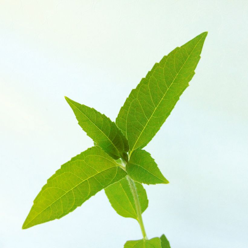 Jerusalem Artichokes - Helianthus tuberosus (Foliage)