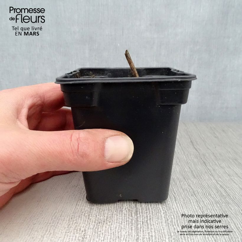 Organic Pink Jerusalem Artichokes - Helianthus tuberosus 7/8 cm pot sample as delivered in spring