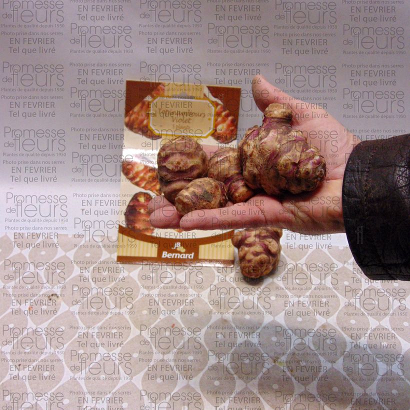 Example of Purple Jerusalem Artichokes plants - Helianthus tuberosus Each specimen as delivered