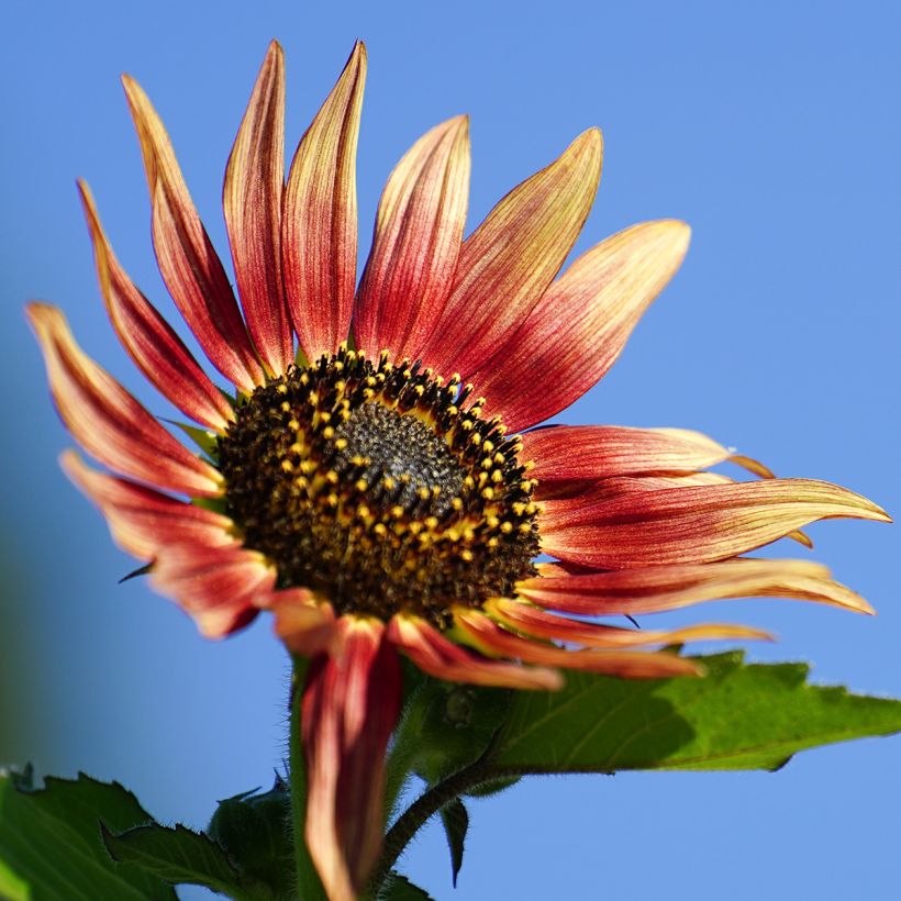 Sunflower Ms. Mars - Helianthus annuus (Flowering)