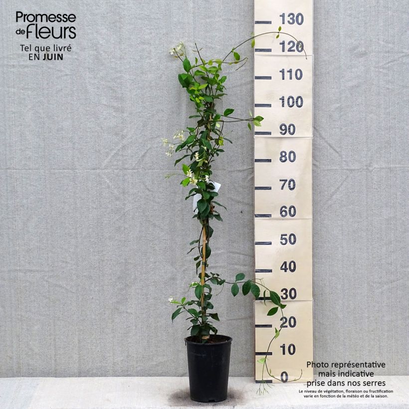 Trachelospermum jasminoides Star of Toscane - Star Jasmine 2L/3L pot sample as delivered in summer