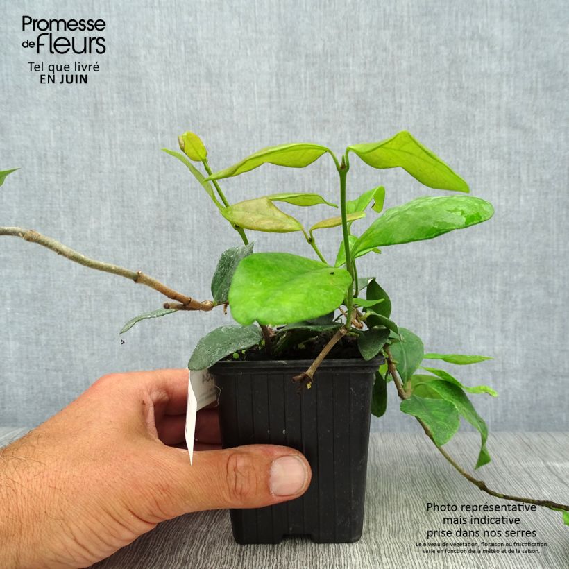 Trachelospermum asiaticum Chili and Vanilla - Asian Jasmine 8/9 cm pot sample as delivered in summer