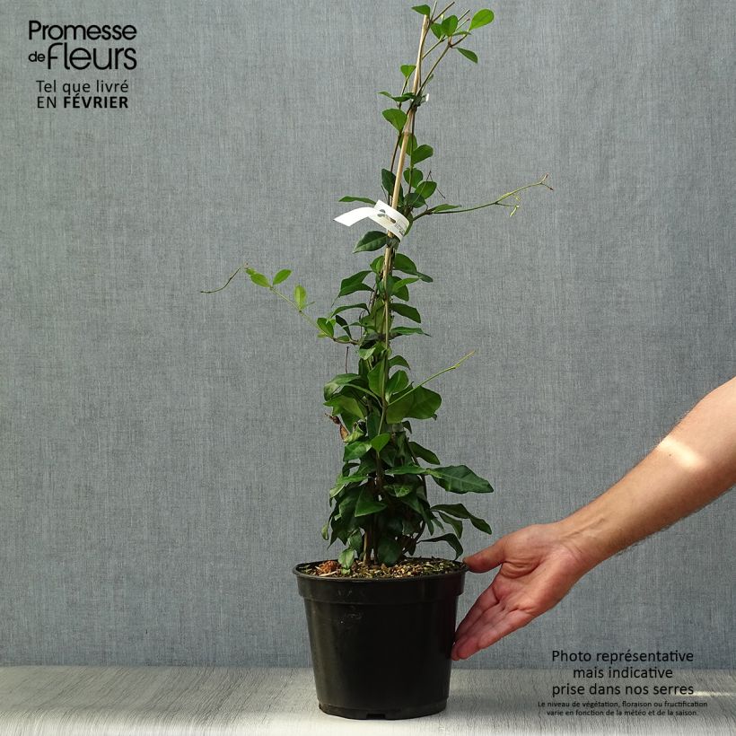 Trachelospermum asiaticum Chili and Vanilla - Asian Jasmine 3L/4L pot sample as delivered in autumn