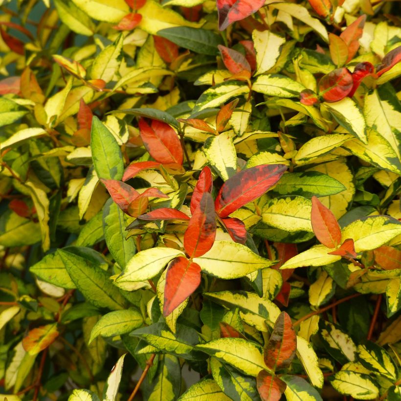Trachelospermum asiaticum Ogon-Nishiki - Asian Jasmine (Foliage)