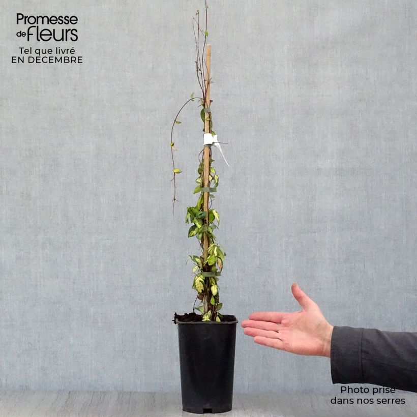 Trachelospermum asiaticum Ogon-Nishiki - Asian Jasmine 2L/3L pot sample as delivered in winter