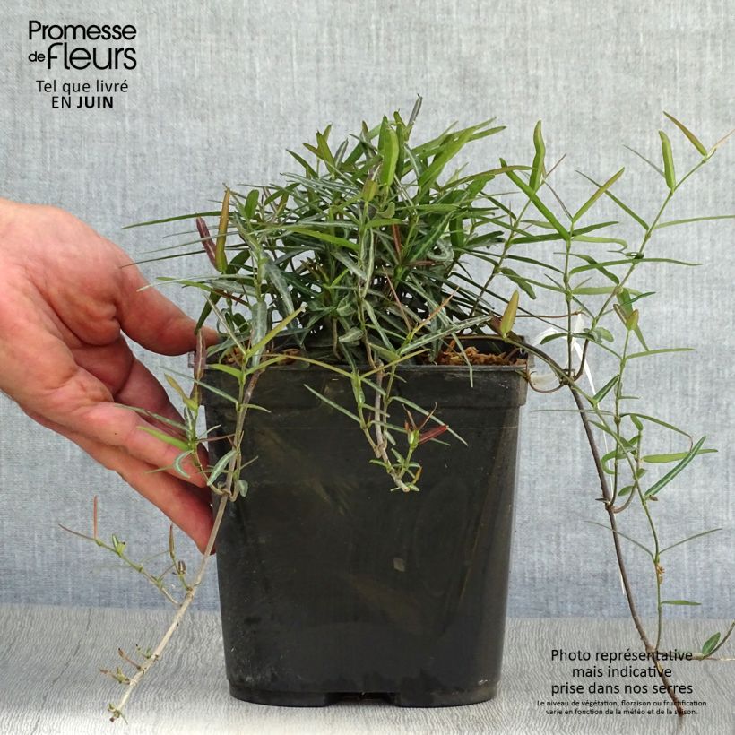 Trachelospermum asiaticum Theta - Asian Jasmine 3L/4L pot sample as delivered in summer