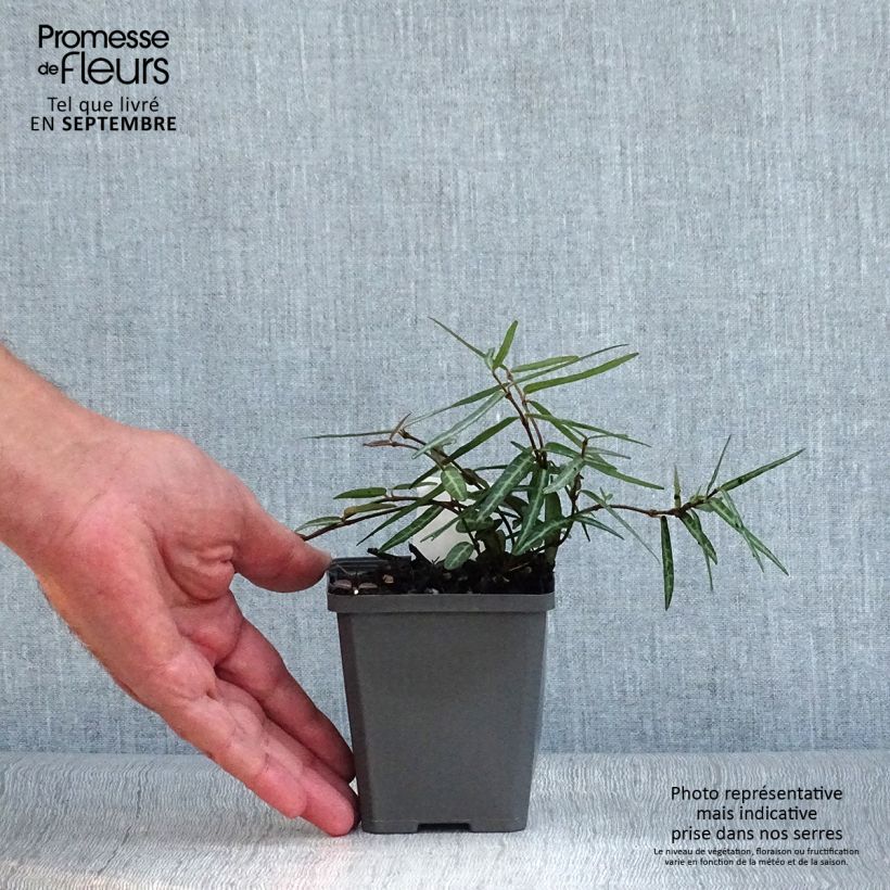 Trachelospermum asiaticum Theta - Asian Jasmine 8/9 cm pot sample as delivered in autumn