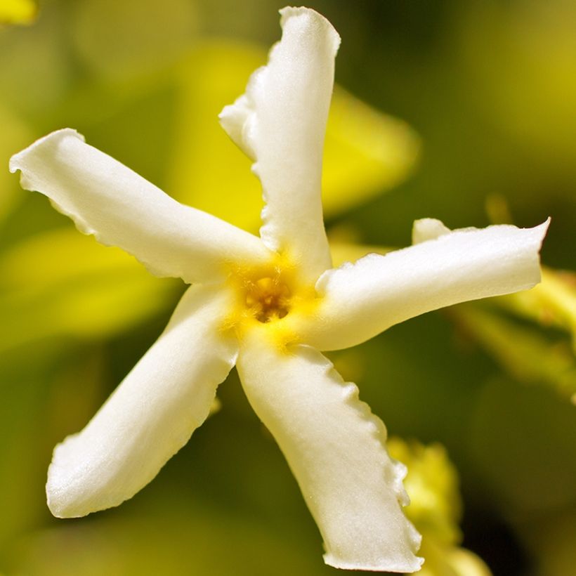 Trachelospermum asiaticum Chili and Vanilla - Asian Jasmine (Flowering)
