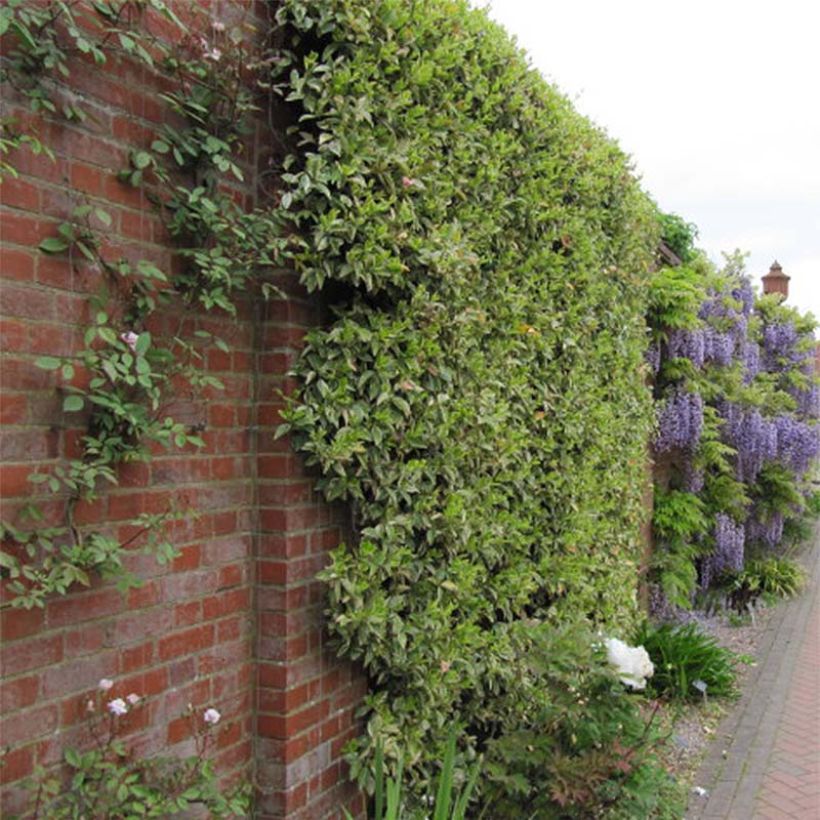 Trachelospermum jasminoides Variegatum - Star Jasmine (Plant habit)