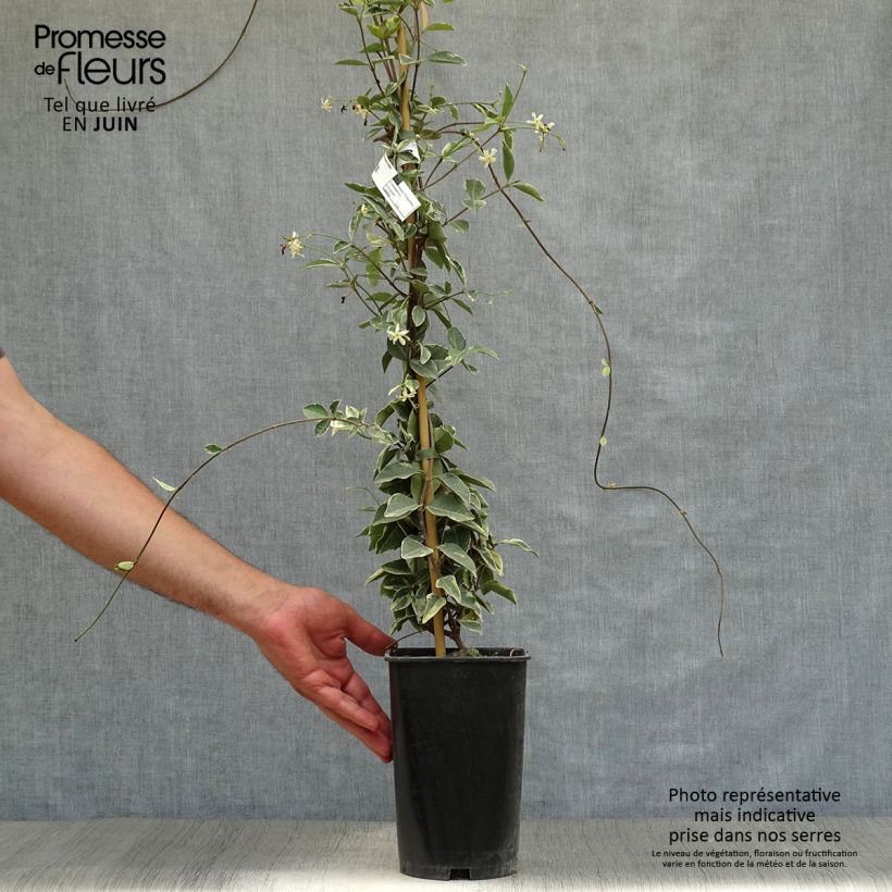 Trachelospermum jasminoides Variegatum - Star Jasmine 2L/3L pot sample as delivered in summer