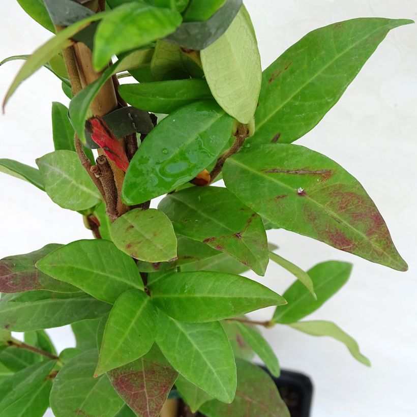Trachelospermum jasminoides Winter Ruby - Star Jasmine (Foliage)