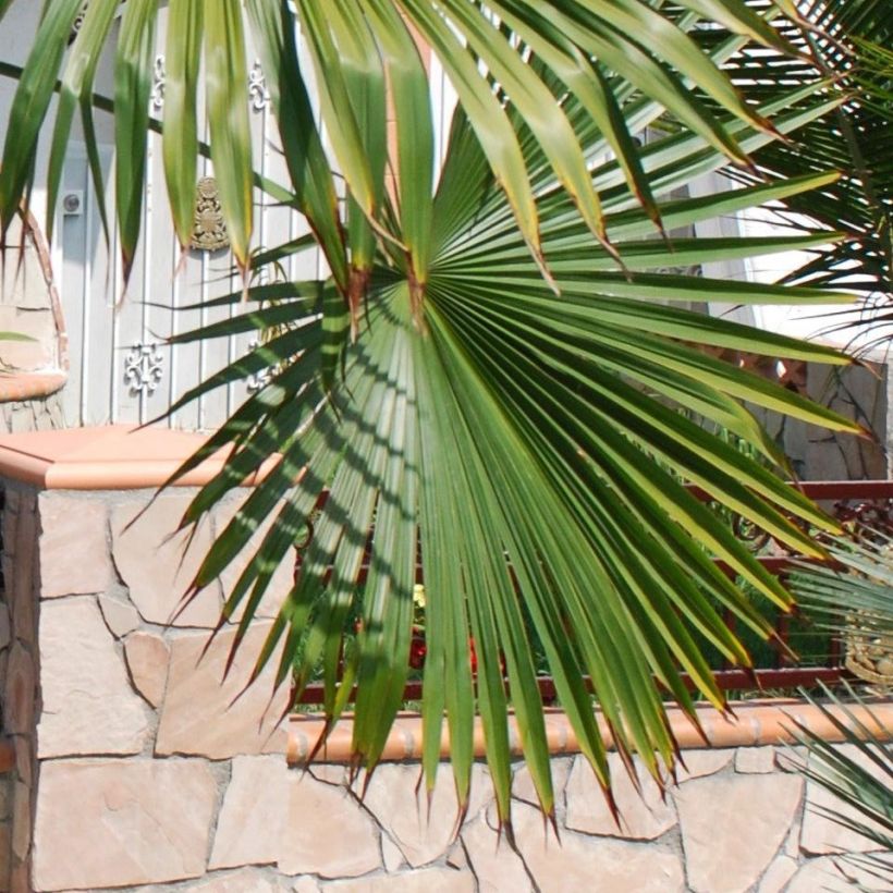 Trachycarpus latisectus - Sikkim Windmill Palm (Foliage)