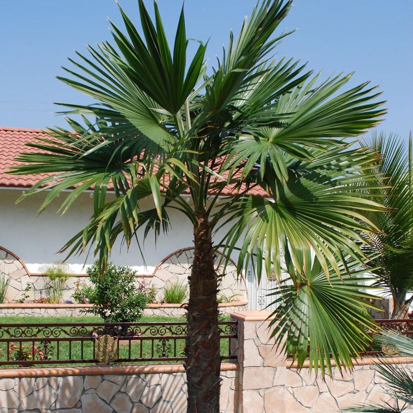 Trachycarpus latisectus - Sikkim Windmill Palm (Plant habit)