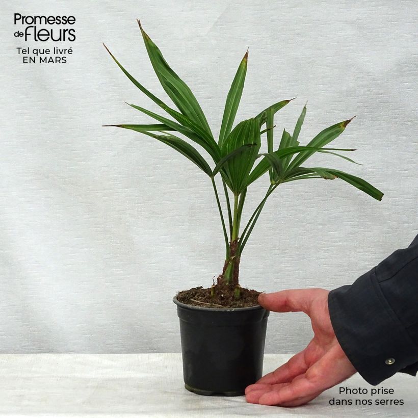 Trachycarpus latisectus - Sikkim Windmill Palm 12cm pot sample as delivered in spring