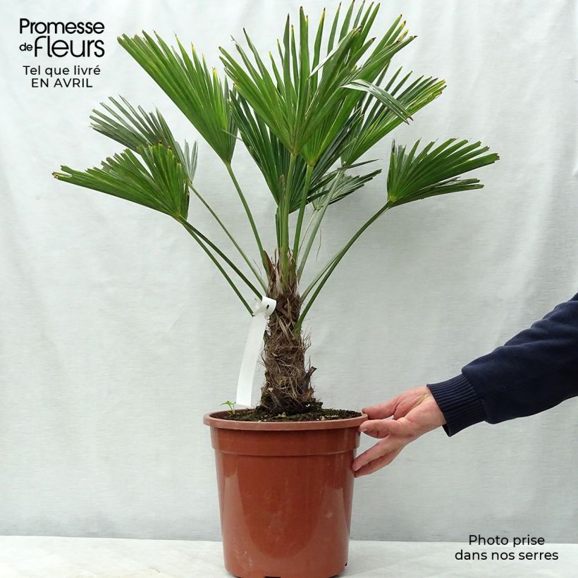Trachycarpus wagnerianus - Dwarf Chusan Palm 7.5L/10L pot sample as delivered in spring