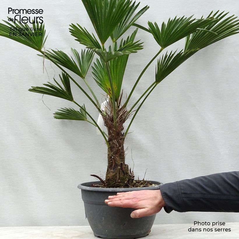 Trachycarpus wagnerianus - Dwarf Chusan Palm 6L/7L pot sample as delivered in winter
