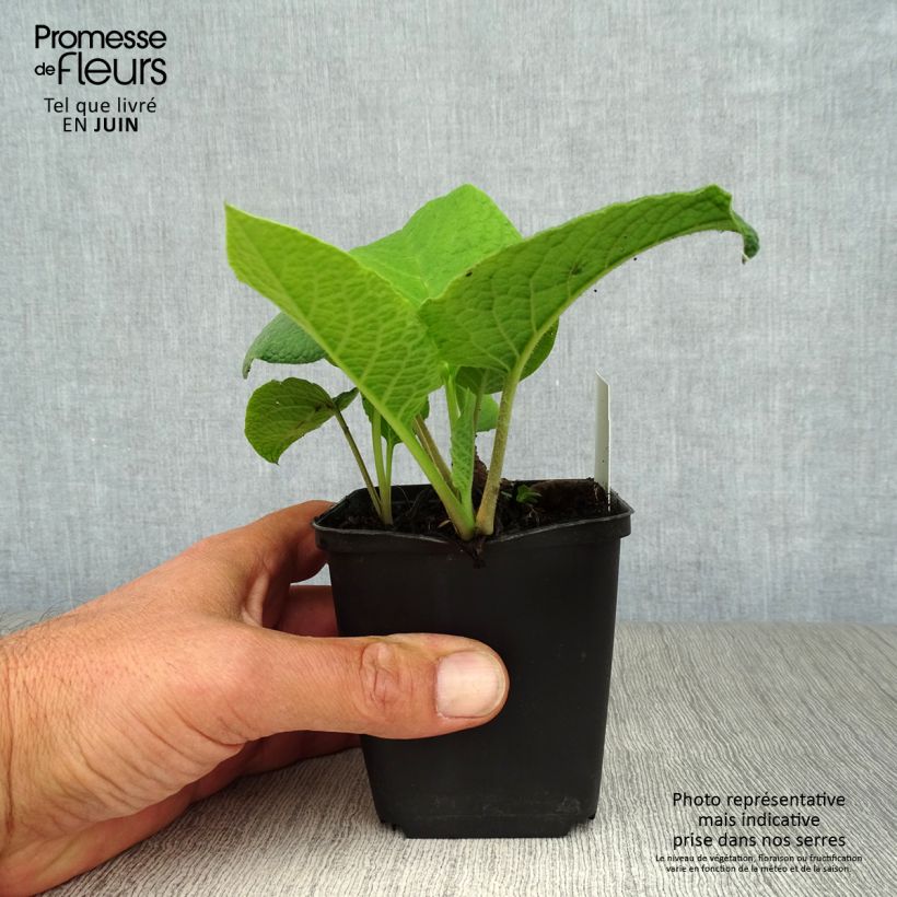Trachystemon orientalis 8/9 cm pot sample as delivered in summer