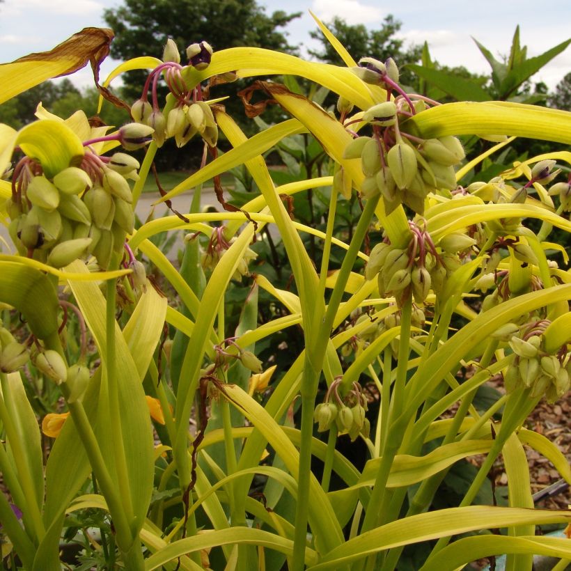 Tradescantia Blue and Gold (Plant habit)