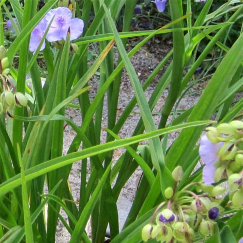 Tradescantia andersoniana Little Doll - Spiderwort (Foliage)